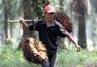 Krisis Dunia Jadi Berkah, Pendapatan Petani Perkebunan Meningkat