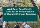 Aksi Demi Foto Estetik: Turis Rusak Pohon Sakura di Shanghai Hingga Tumbang