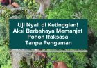 Uji Nyali di Ketinggian! Aksi Berbahaya Memanjat Pohon Raksasa Tanpa Pengaman