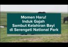 Momen Haru! Induk Gajah Sambut Kelahiran Bayi di Serengeti National Park