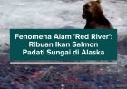 Fenomena Alam 'Red River': Ribuan Ikan Salmon Padati Sungai di Alaska