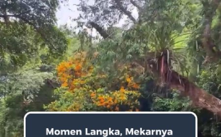 Momen Langka di Hutan Kalimantan, Mekarnya Bunga Biyu Ubah Tepian Sungai Jadi Pemandangan Tak Biasa