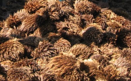 Limbah Sawit Berpotensi Jadi Produk Bernilai Tinggi, Dorong Ekonomi dan Lingkungan Berkelanjutan