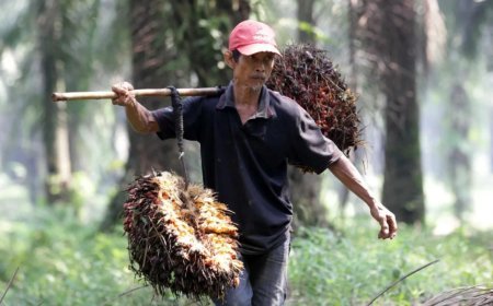 Krisis Dunia Jadi Berkah, Pendapatan Petani Perkebunan Meningkat