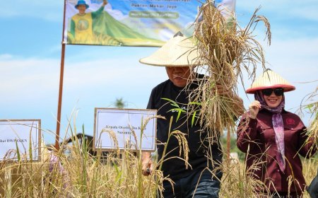 Sokong Ketahanan Pangan IKN, OIKN Lakukan Panen Raya Padi Gogo di Muara Jawa