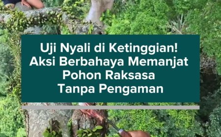 Uji Nyali di Ketinggian! Aksi Berbahaya Memanjat Pohon Raksasa Tanpa Pengaman