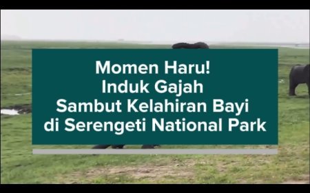 Momen Haru! Induk Gajah Sambut Kelahiran Bayi di Serengeti National Park