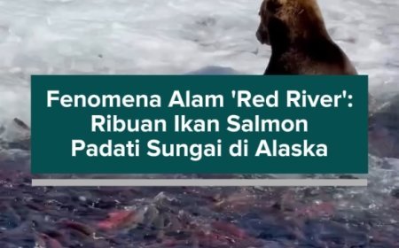 Fenomena Alam 'Red River': Ribuan Ikan Salmon Padati Sungai di Alaska
