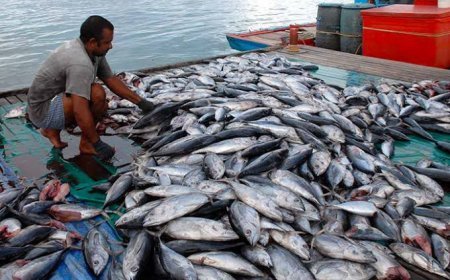 Dinas Perikanan Berau Petakan Tiga Sentra Budidaya, Sektor Air Tawar Fokus di Wilayah Perkotaan