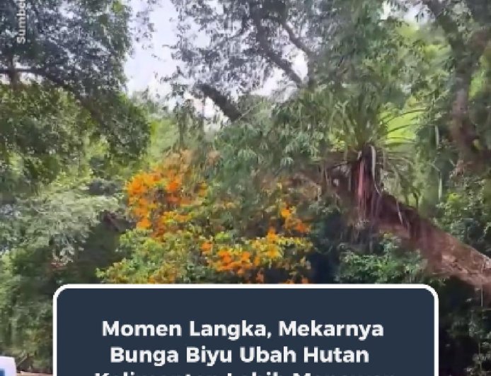 Momen Langka di Hutan Kalimantan, Mekarnya Bunga Biyu Ubah Tepian Sungai Jadi Pemandangan Tak Biasa