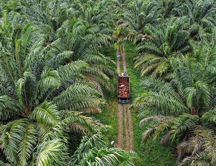 Peluang Kerja di Sektor Perkebunan Melimpah, Warga Berau Masih Banyak yang "Kepincut" Pertambangan