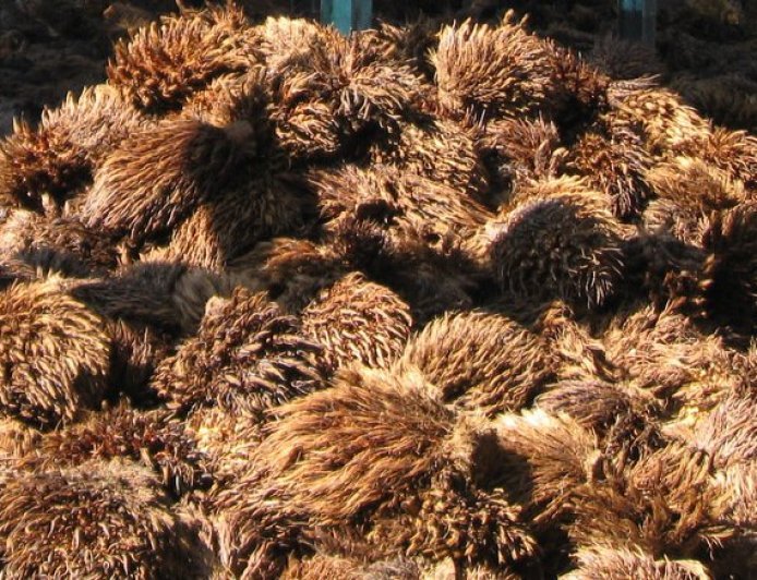 Limbah Sawit Berpotensi Jadi Produk Bernilai Tinggi, Dorong Ekonomi dan Lingkungan Berkelanjutan