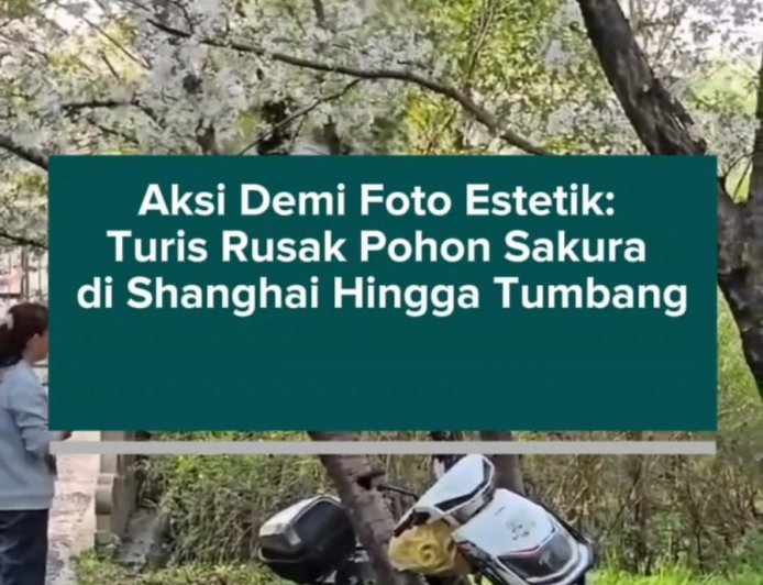 Aksi Demi Foto Estetik: Turis Rusak Pohon Sakura di Shanghai Hingga Tumbang
