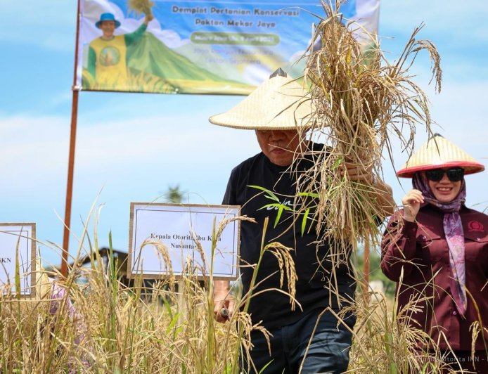 Sokong Ketahanan Pangan IKN, OIKN Lakukan Panen Raya Padi Gogo di Muara Jawa