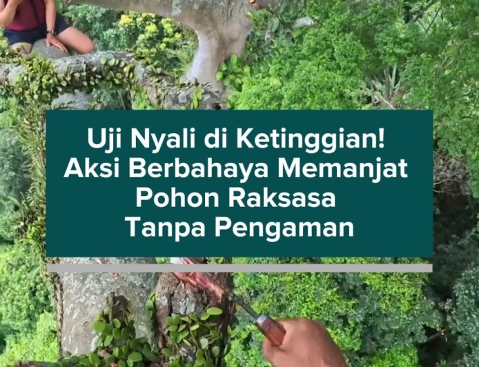 Uji Nyali di Ketinggian! Aksi Berbahaya Memanjat Pohon Raksasa Tanpa Pengaman