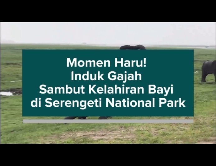 Momen Haru! Induk Gajah Sambut Kelahiran Bayi di Serengeti National Park