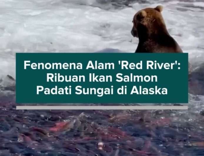 Fenomena Alam 'Red River': Ribuan Ikan Salmon Padati Sungai di Alaska