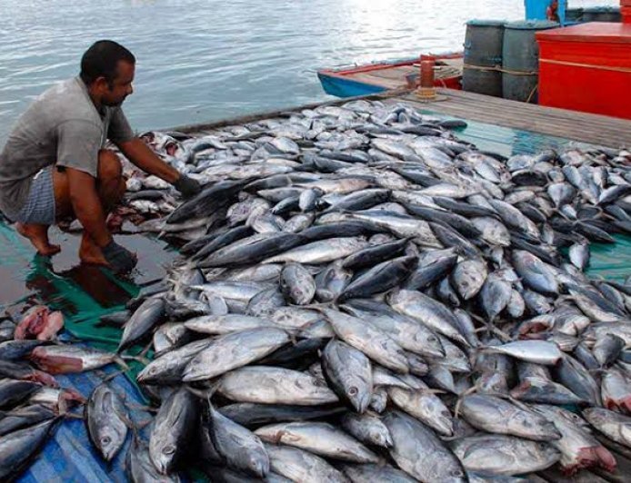 Dinas Perikanan Berau Petakan Tiga Sentra Budidaya, Sektor Air Tawar Fokus di Wilayah Perkotaan