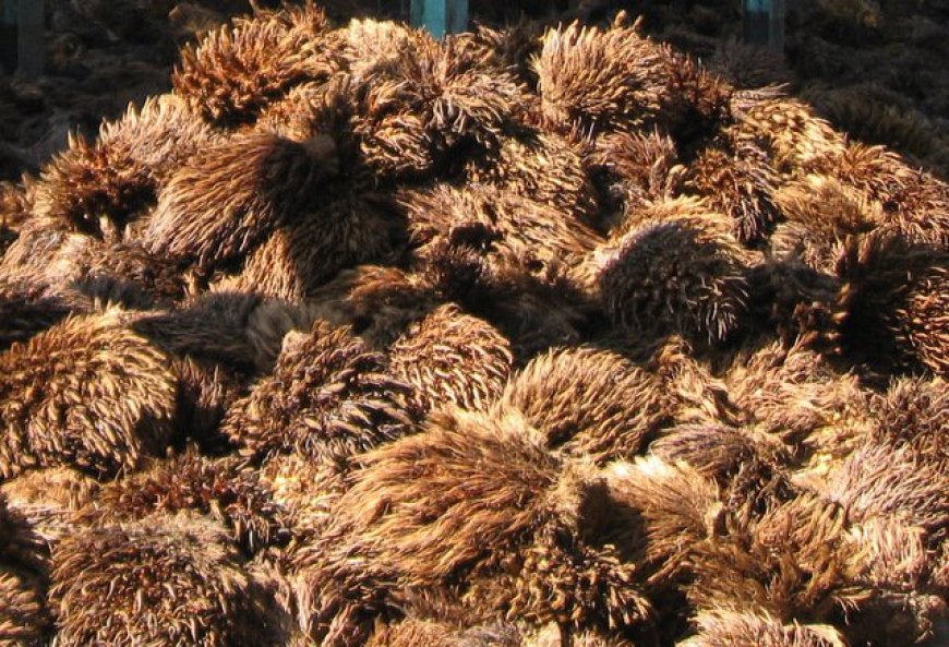 Limbah Sawit Berpotensi Jadi Produk Bernilai Tinggi, Dorong Ekonomi dan Lingkungan Berkelanjutan