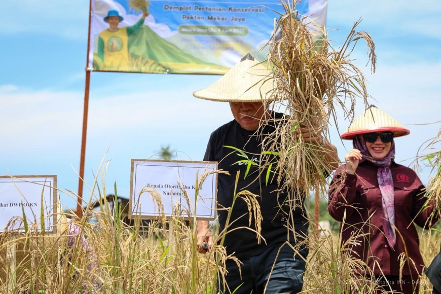 Sokong Ketahanan Pangan IKN, OIKN Lakukan Panen Raya Padi Gogo di Muara Jawa
