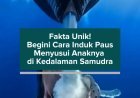 Fakta Unik! Begini Cara Induk Paus Menyusui Anaknya di Kedalaman Samudra