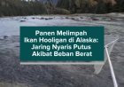 Panen Melimpah Ikan Hooligan di Alaska: Jaring Nyaris Putus Akibat Beban Berat