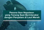 Pesona Ikan Napoleon yang Tenang Saat Berinteraksi dengan Penyelam di Laut Merah