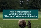 Aksi Menggemaskan Anak Beruang Grizzly "Menyapa" Wisatawan di Alaska