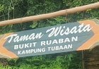Populasi Terancam Punah, Dispar Berau Ajak Wisatawan 'Adopsi' Habitat Anggrek Tubaan