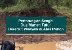 Pertarungan Sengit Dua Macan Tutul Berebut Wilayah di Atas Pohon
