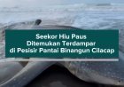 Seekor Hiu Paus Ditemukan Terdampar di Pesisir Pantai Binangun Cilacap