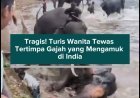 Tragis! Turis Wanita Tewas Tertimpa Gajah yang Mengamuk di India