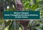 Momen Hangat! Induk Trenggiling Gendong Anaknya di Atas Pohon