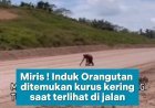 PILU! INDUK ORANGUTAN KURUS KERING DI JALANAN WARGA