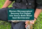 Momen Menegangkan! Seorang Pria Digigit Ular Sanca Batik Besar Saat Berinteraksi