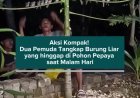 Aksi Kompak! Dua Pemuda Tangkap Burung Liar yang hinggap di Pohon Pepaya saat Malam Hari