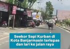 Katanya mau dikurbankan, tapi kayaknya si sapi punya rencana lain