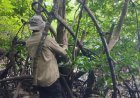 BRIN dan UGM Temukan Mangrove Langka di Teluk Balikpapan, Diduga Berkaitan dengan Habitat Bekantan