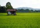 Kejar Swasembada Beras, Kutai Timur Gencar Cetak Ratusan Hektare Sawa Baru
