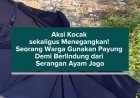 Aksi Kocak sekaligus Menegangkan! Seorang Warga Gunakan Payung Demi Berlindung dari Serangan Ayam Jago