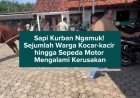 Sapi Kurban Ngamuk! Sejumlah Warga Kocar-kacir hingga Sepeda Motor Mengalami Kerusakan