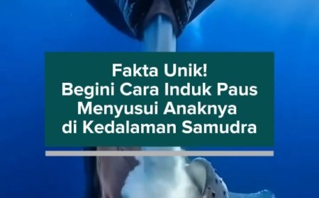 Fakta Unik! Begini Cara Induk Paus Menyusui Anaknya di Kedalaman Samudra
