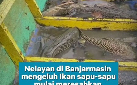 Nelayan di Banjarmasin mengeluhkan membeludaknya populasi ikan sapu-sapu di perairan sungai Barito