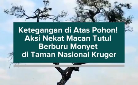 Ketegangan di Atas Pohon! Aksi Nekat Macan Tutul Berburu Monyet di Taman Nasional Kruger