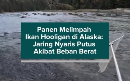 Panen Melimpah Ikan Hooligan di Alaska: Jaring Nyaris Putus Akibat Beban Berat
