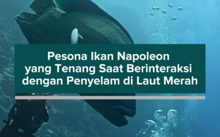 Pesona Ikan Napoleon yang Tenang Saat Berinteraksi dengan Penyelam di Laut Merah
