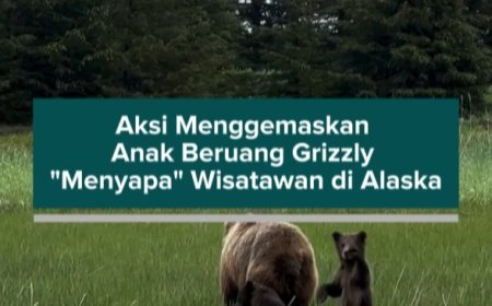 Aksi Menggemaskan Anak Beruang Grizzly "Menyapa" Wisatawan di Alaska