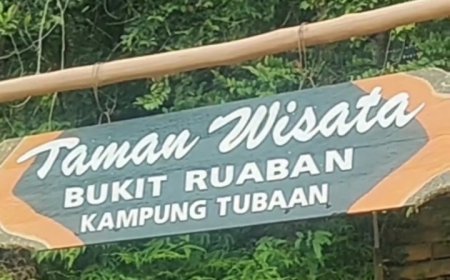 Populasi Terancam Punah, Dispar Berau Ajak Wisatawan 'Adopsi' Habitat Anggrek Tubaan