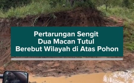 Pertarungan Sengit Dua Macan Tutul Berebut Wilayah di Atas Pohon