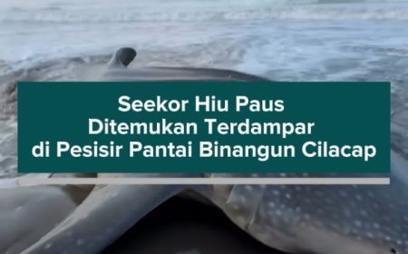 Seekor Hiu Paus Ditemukan Terdampar di Pesisir Pantai Binangun Cilacap
